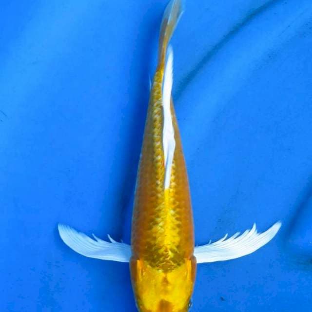 Kumpay 34cm
