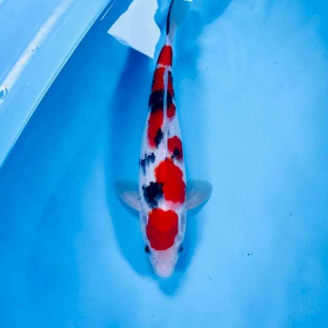 Sanke, 30 cm