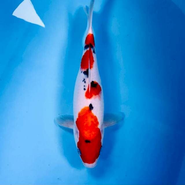 Sanke, 30 cm