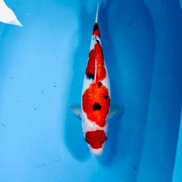 Sanke, 34 cm