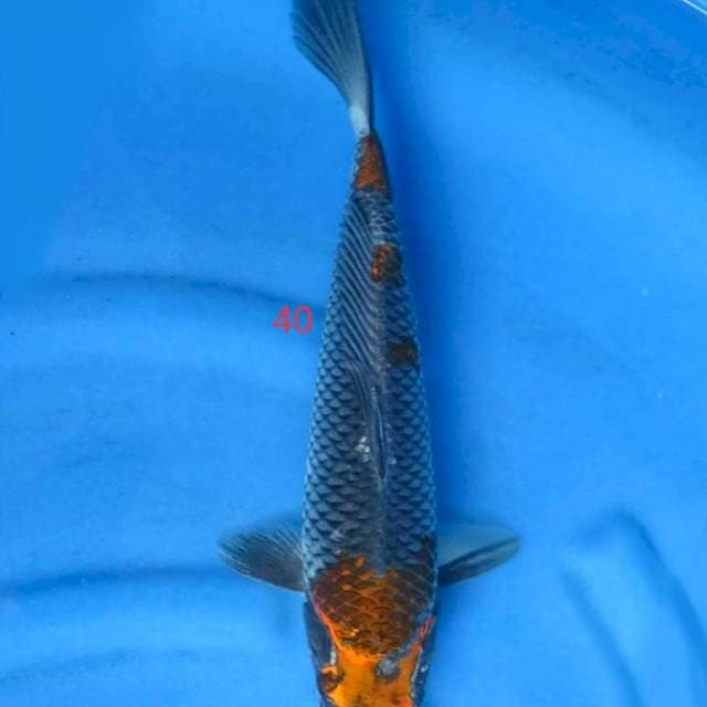 Kuro goshiki 40cm