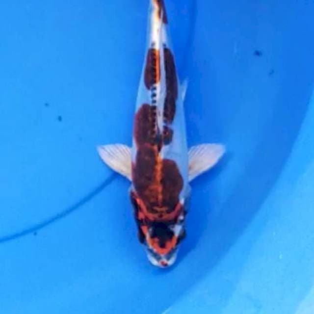 Kikokuryu 24 cm