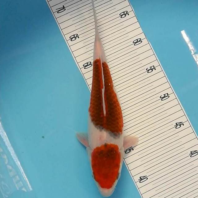 Goromo
