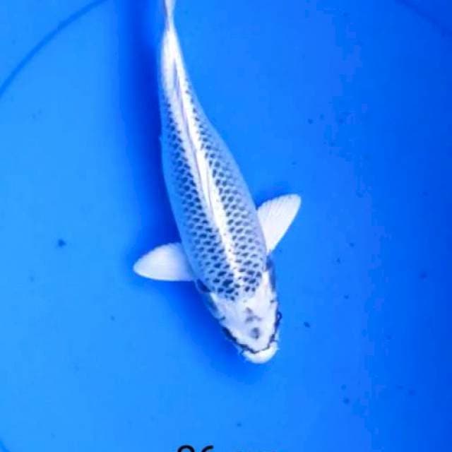 Gin matshuba bersih 26 cm