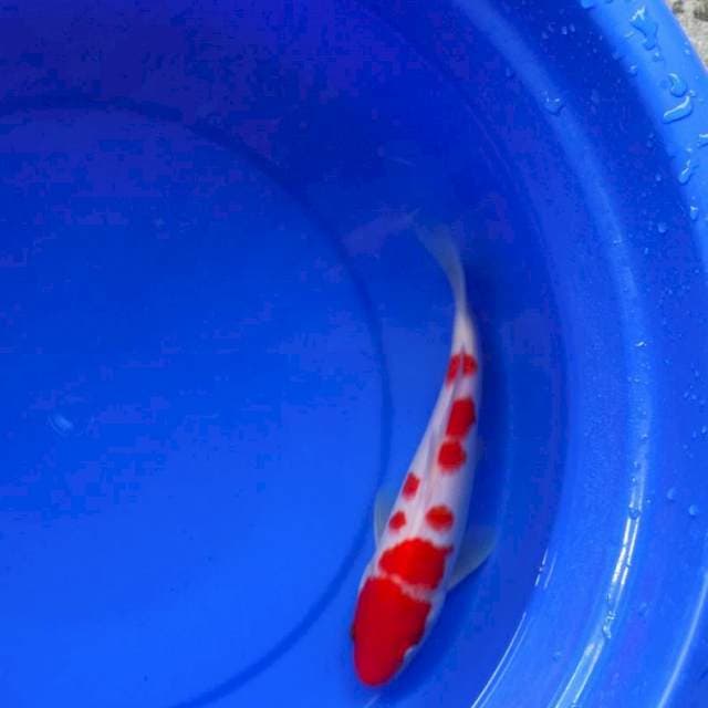 kohaku 25 cm