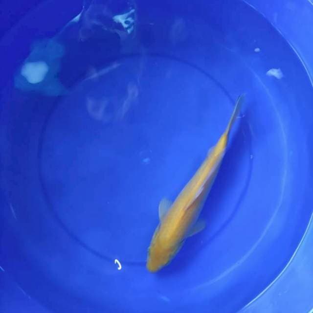 karashi 30 cm