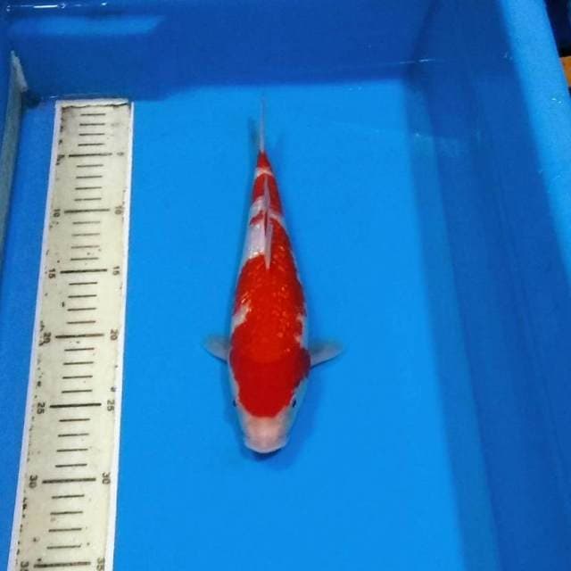 Kohaku ginrin cantik