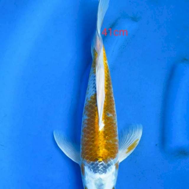 Kumpay 41cm