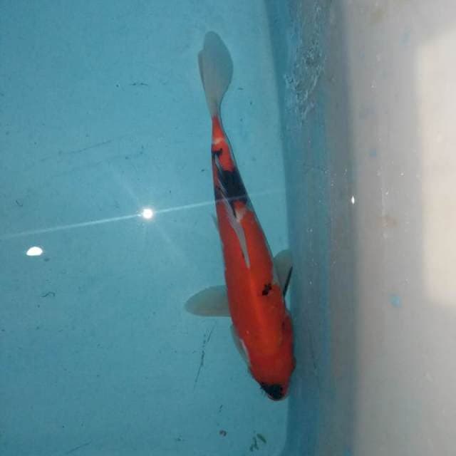Showa