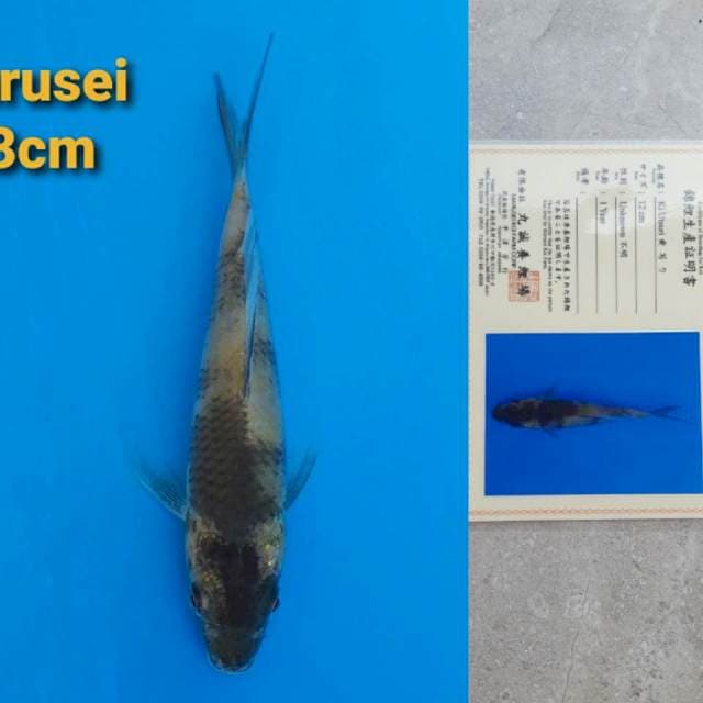 Marusei Ki-Utsuri 13cm Certy