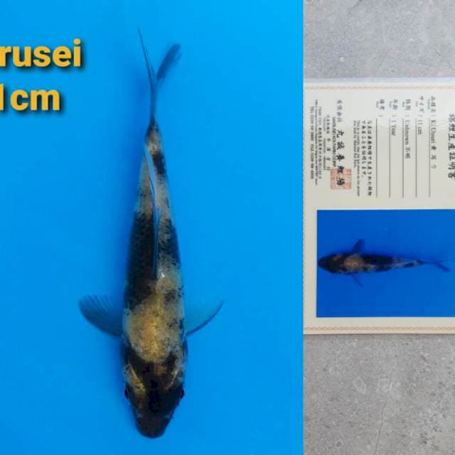Marusei Ki-Utsuri 12cm Certy