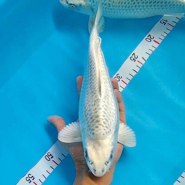 Gin Matsuba 33cm