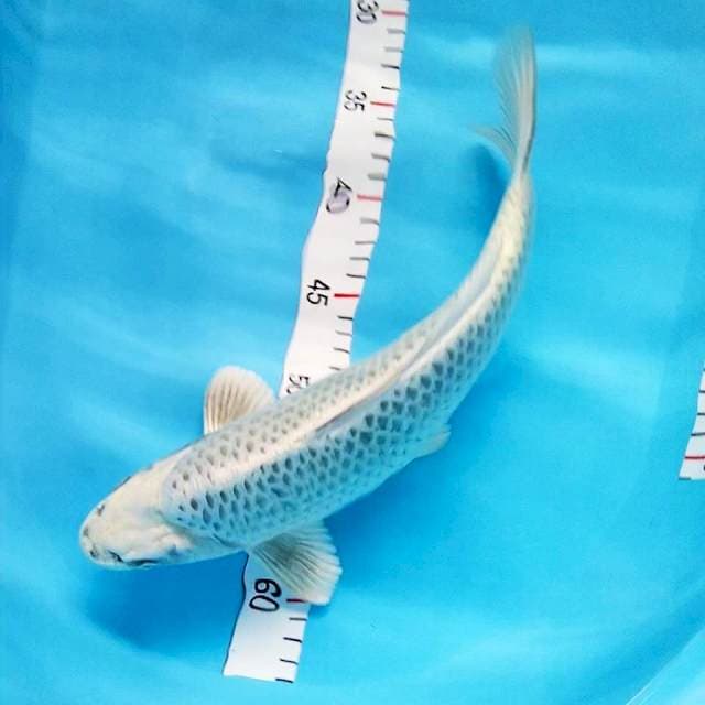 Gin Matsuba 35 cm