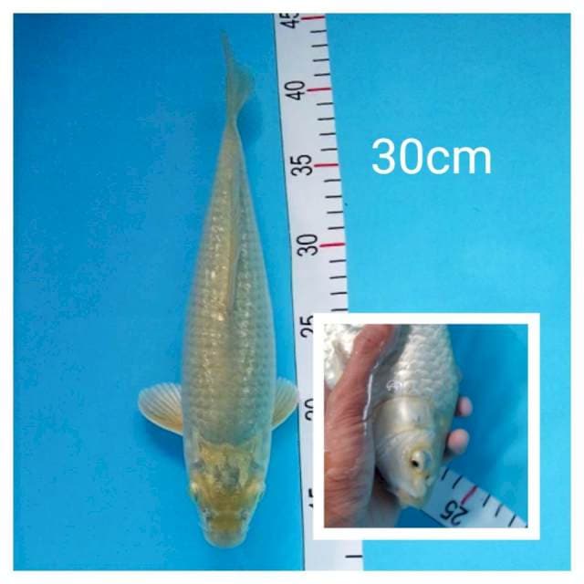Soragoi bulky 30cm