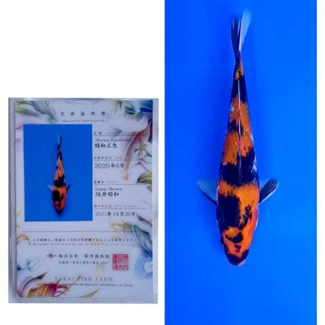 Showa Import Serti Sakai SFF