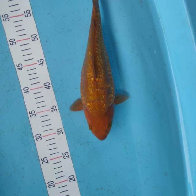 SHORT BODY Chagoi aragoke ginrin 32cm