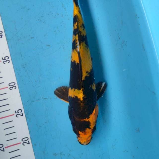 RARE ITEM KIN KI UTSURI 29cm