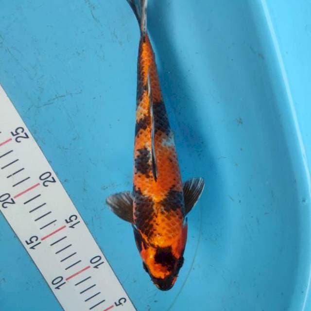 Kin Showa 28cm
