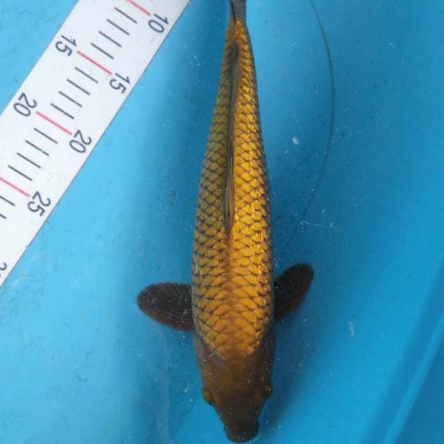 Chagoi Ginrin 35cm