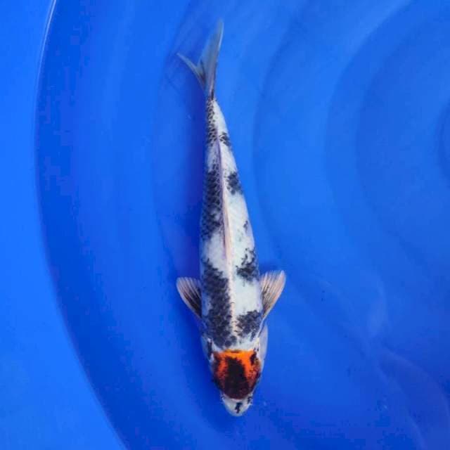 TC SHOWA HIKARI 30CM