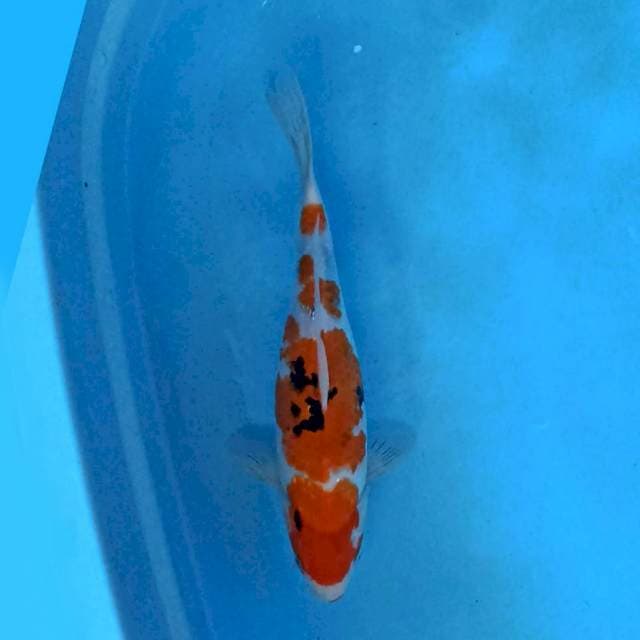 Sanke Gemoy 32 cm
