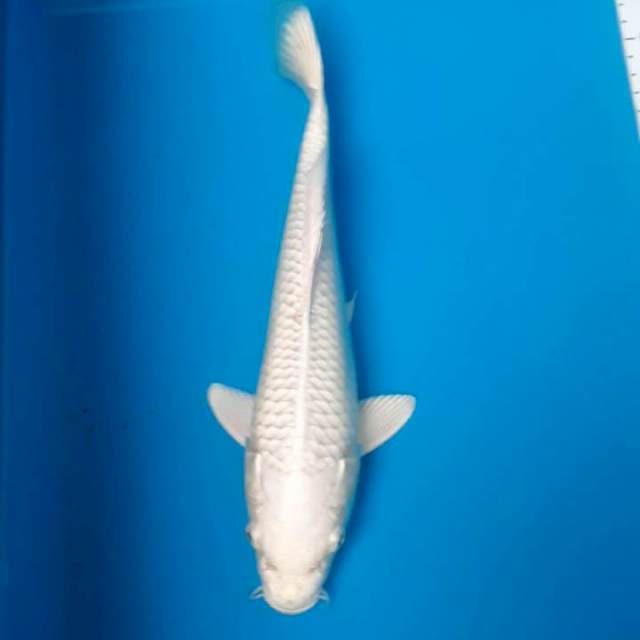 Platinum 27cm