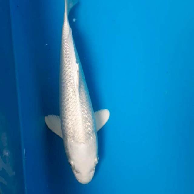 Ginrin platinum 25cm