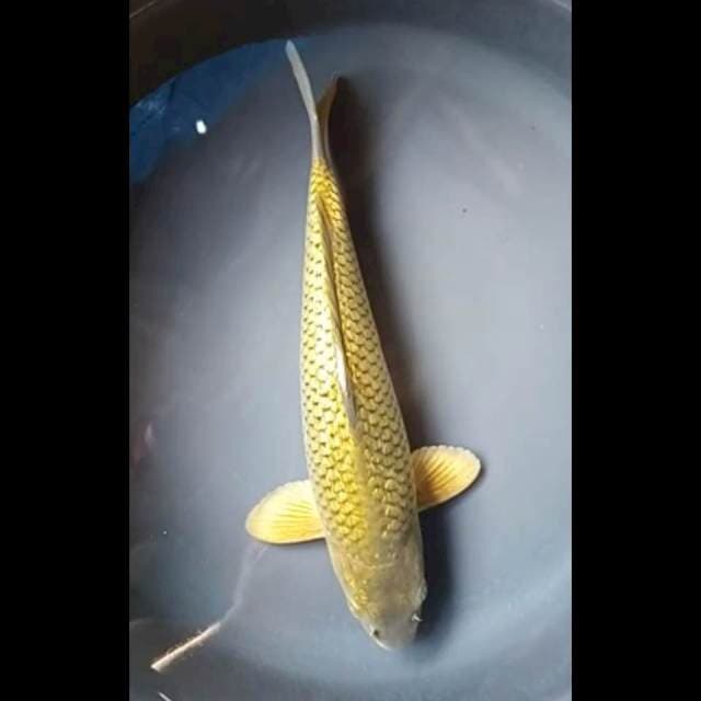 MIDORI GINRIN PUNUK 31 Cm, JANTAN