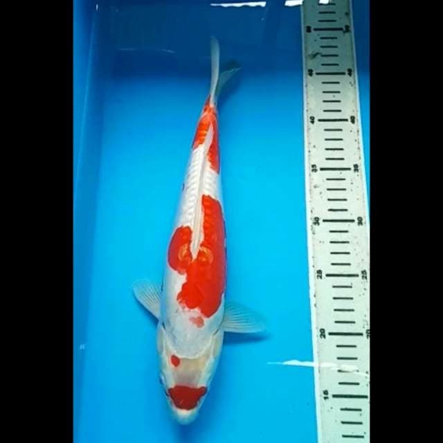 MARUTEN KOHAKU DOITSU 34 Cm