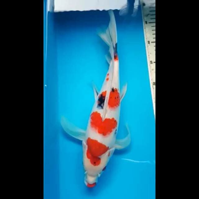 SANKE KUMPAY PUNUK 36 Cm
