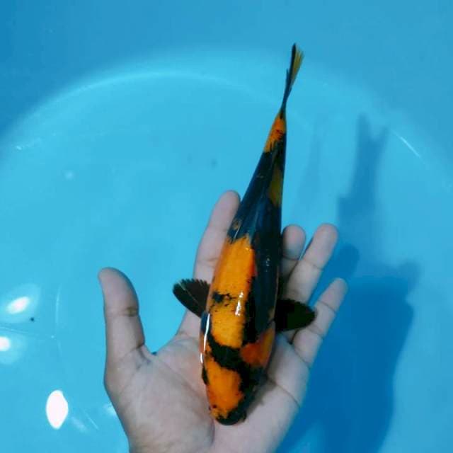 hiutsuri 25cm ๐