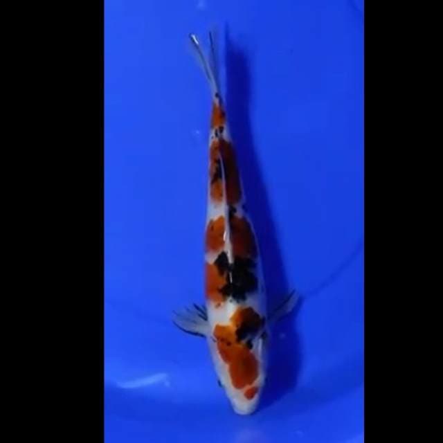Koromo sanke
