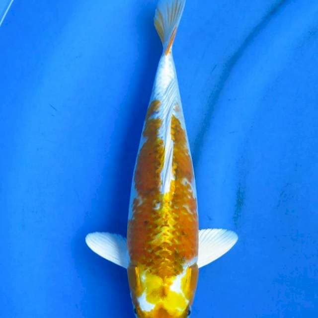 Kin uniq 34cm