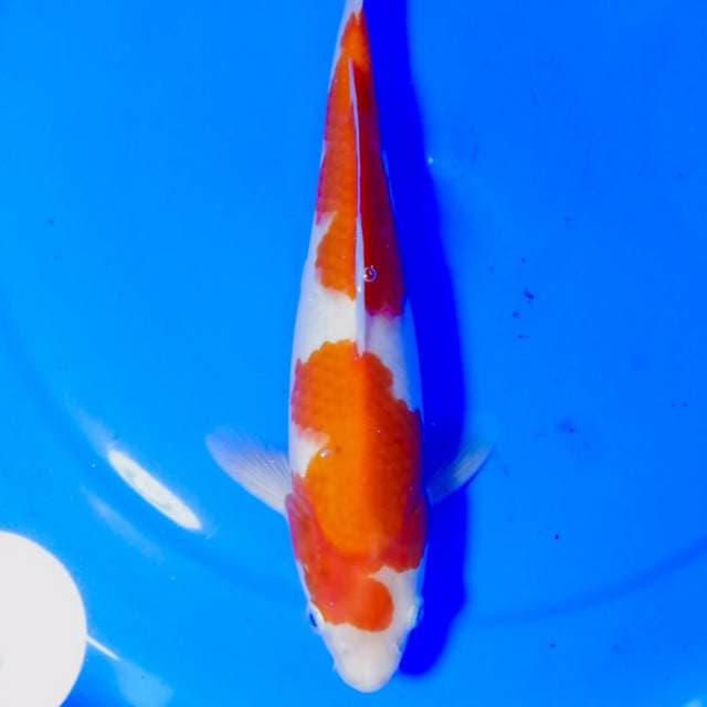 Kohaku male