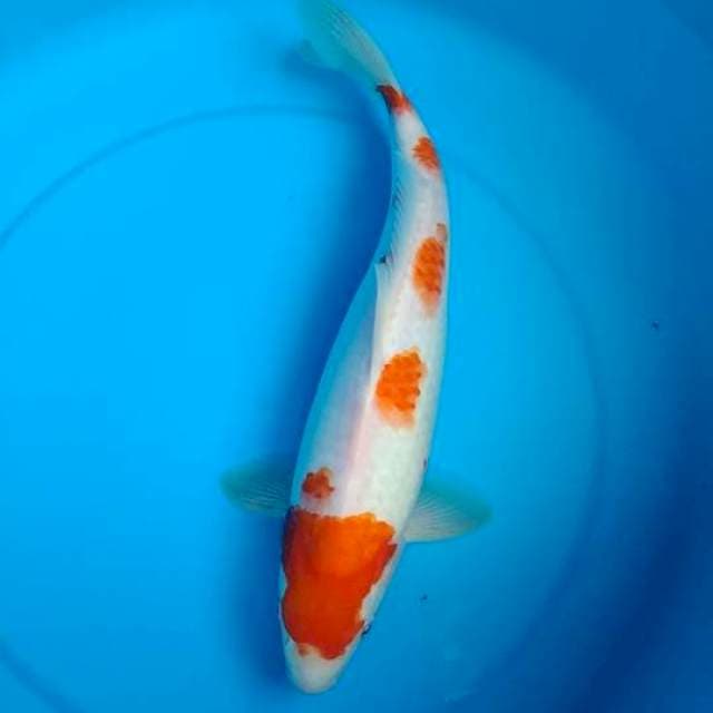 kohaku 35cm