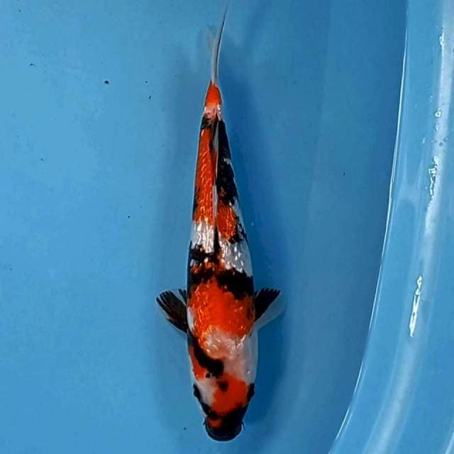 Showa ginrin, 28 cm