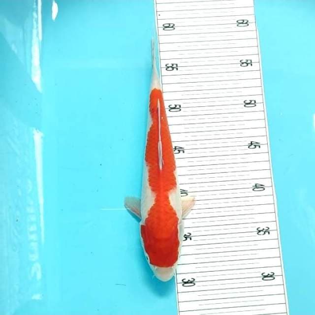 Kohaku