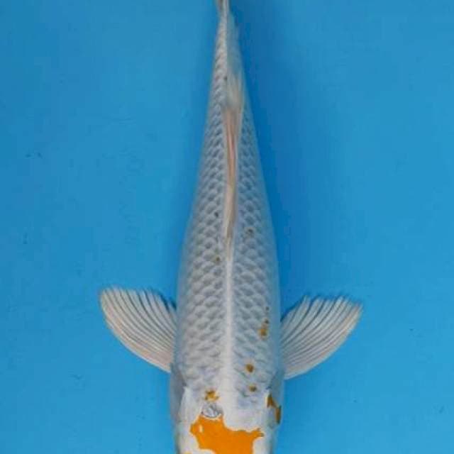 Kumpay hariwake hikari tebal 30cm