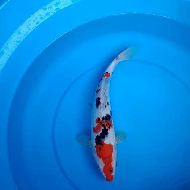 sanke 30cm