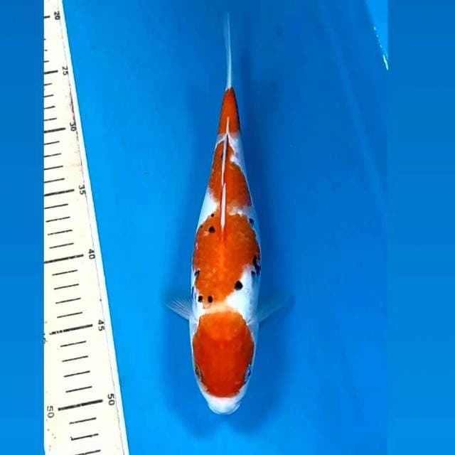 Sanke, 27 cm