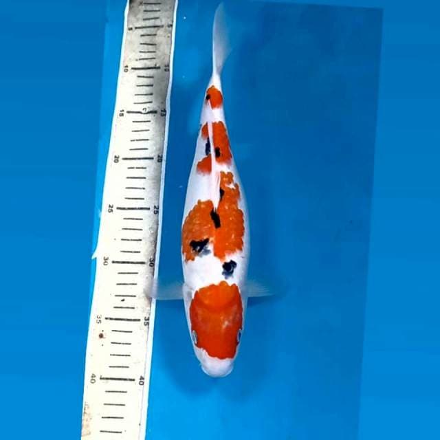 Sanke, 31 cm
