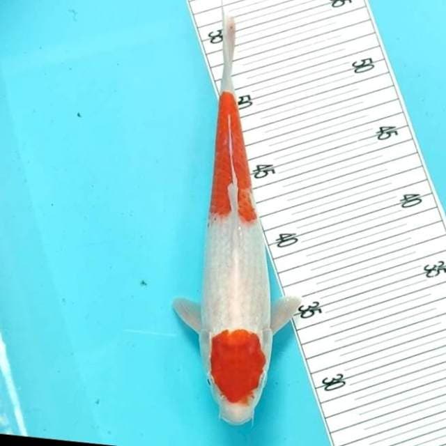 Maruten Kohaku