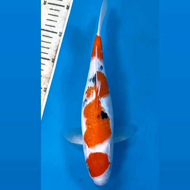 Sanke, 27 cm