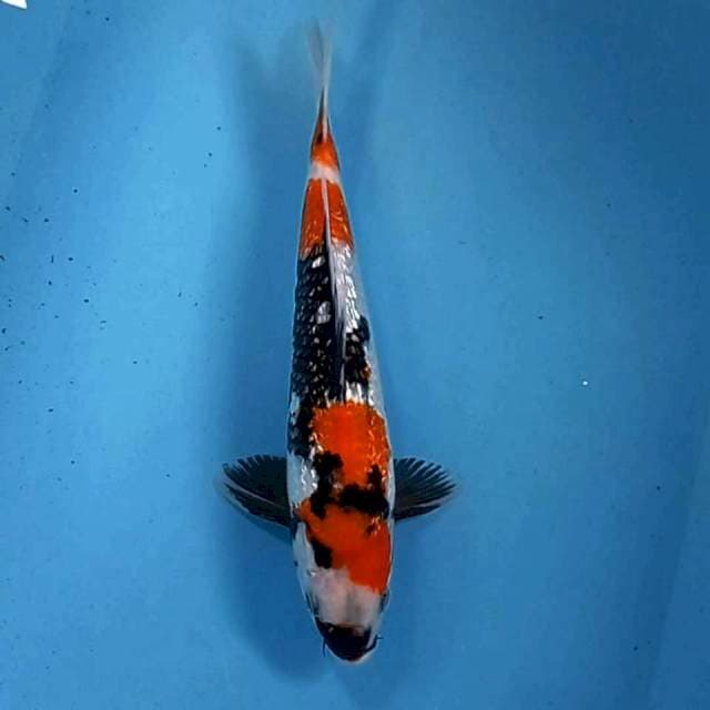 Showa ginrin, 30 cm