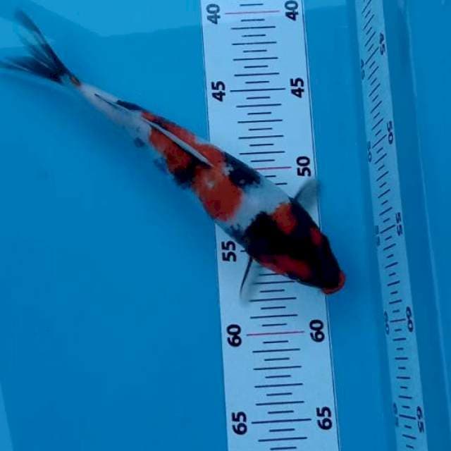 Showa 24 cm