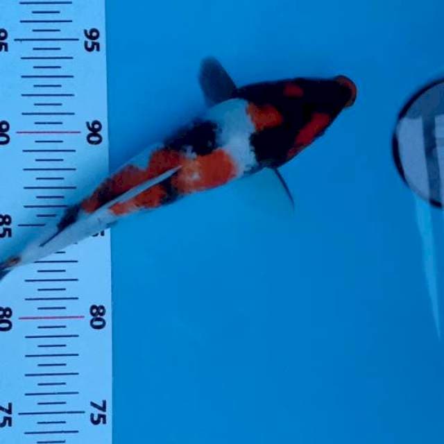 Showa 24 cm