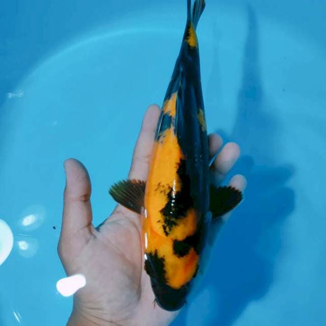 Hiutsuri29cm