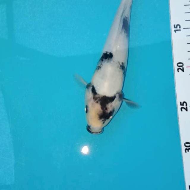 22 cm Shiro