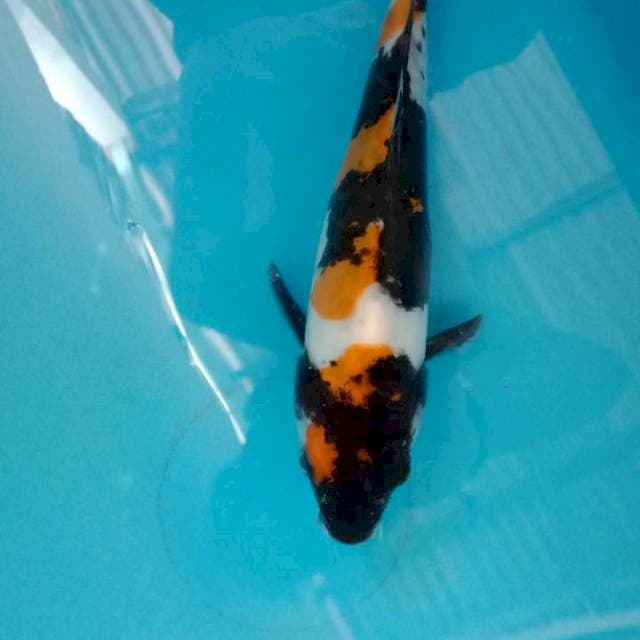 Doitsu showa 22 cm
