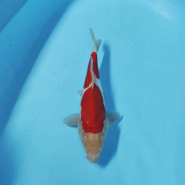 KOHAKU STEP DUA